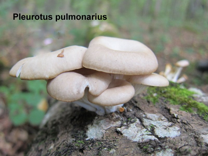 Pleurotus pulmonarius-amf1475.jpg - Pleurotus pulmonarius ; Syn: Pleurotus ostreatus f.pulmonarius ; Non français: Pleurote pulmonaire